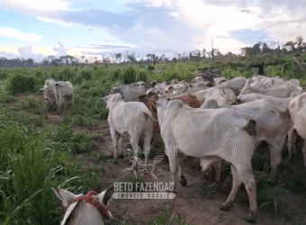 Fazenda à Venda 162 alqueires Pecuária Infraestrutura Completa | Pacajá/ PA Fazenda à Venda 162 alqueires Pecuária Infraestrutura Completa | Pacajá/ PA