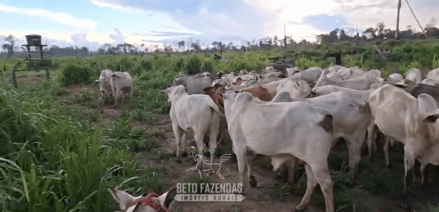Fazenda à Venda 162 alqueires Pecuária Infraestrutura Completa | Pacajá/ PA Fazenda à Venda 162 alqueires Pecuária Infraestrutura Completa | Pacajá/ PA