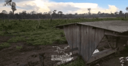 Fazenda à Venda 162 alqueires Pecuária Infraestrutura Completa | Pacajá/ PA Fazenda à Venda 162 alqueires Pecuária Infraestrutura Completa | Pacajá/ PA