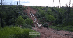 Fazenda à Venda 162 alqueires Pecuária Infraestrutura Completa | Pacajá/ PA Fazenda à Venda 162 alqueires Pecuária Infraestrutura Completa | Pacajá/ PA