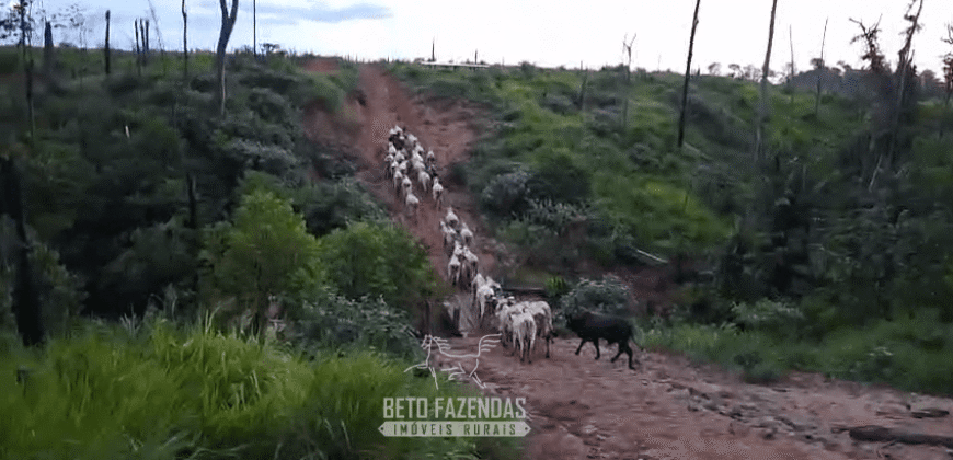 Fazenda à Venda 162 alqueires Pecuária Infraestrutura Completa | Pacajá/ PA Fazenda à Venda 162 alqueires Pecuária Infraestrutura Completa | Pacajá/ PA