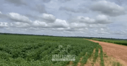 Fazenda à Venda 23.000 hectares Lavoura, Pecuária e Credito de Carbono | Paragominas/PA