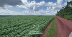 Fazenda à Venda 23.000 hectares Lavoura, Pecuária e Credito de Carbono | Paragominas/PA