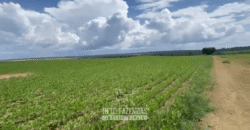 Fazenda à Venda 23.000 hectares Lavoura, Pecuária e Credito de Carbono | Paragominas/PA