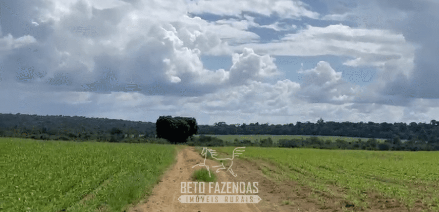 Fazenda à Venda 23.000 hectares Lavoura, Pecuária e Credito de Carbono | Paragominas/PA