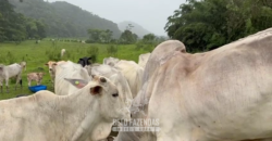 Fazenda à Venda 30 alqueires para Pecuária e Investimento | Silva Jardim/RJ