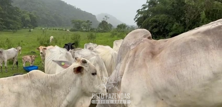 Fazenda à Venda 30 alqueires para Pecuária e Investimento | Silva Jardim/RJ
