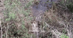 Fazenda à Venda 1.700 Hectares para Café e Eucalípto com muita Água | Divisa Alegre / MG Fazenda à Venda 1.700 Hectares para Café e Eucalípto com muita Água | Divisa Alegre / MG