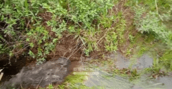 Fazenda à Venda 1.700 Hectares para Café e Eucalípto com muita Água | Divisa Alegre / MG Fazenda à Venda 1.700 Hectares para Café e Eucalípto com muita Água | Divisa Alegre / MG