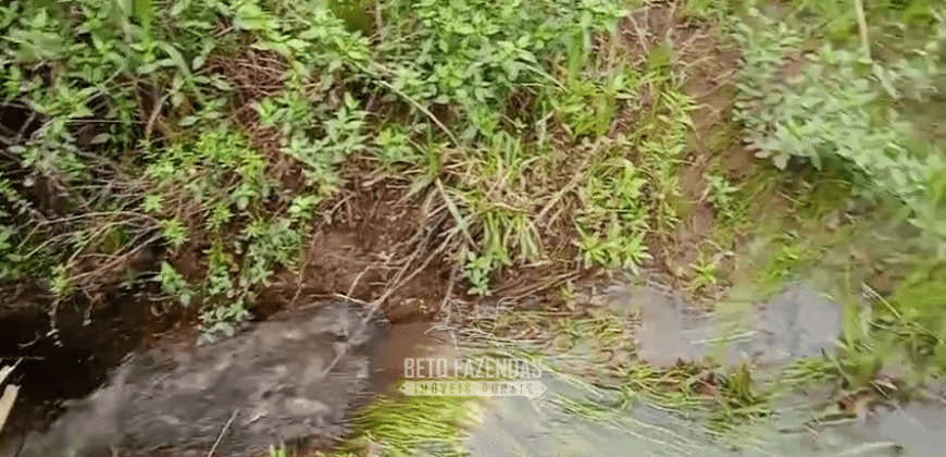 Fazenda à Venda 1.700 Hectares para Café e Eucalípto com muita Água | Divisa Alegre / MG Fazenda à Venda 1.700 Hectares para Café e Eucalípto com muita Água | Divisa Alegre / MG