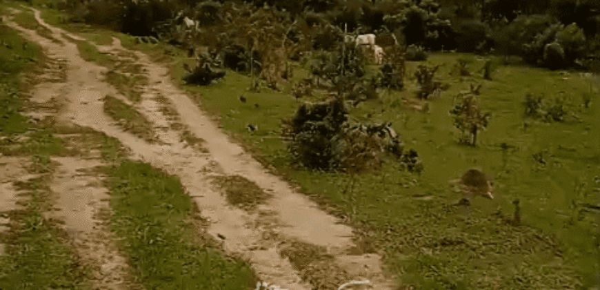 Fazenda à Venda 1.700 Hectares para Café e Eucalípto com muita Água | Divisa Alegre / MG Fazenda à Venda 1.700 Hectares para Café e Eucalípto com muita Água | Divisa Alegre / MG