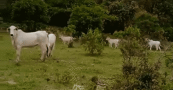 Fazenda à Venda 1.700 Hectares para Café e Eucalípto com muita Água | Divisa Alegre / MG Fazenda à Venda 1.700 Hectares para Café e Eucalípto com muita Água | Divisa Alegre / MG