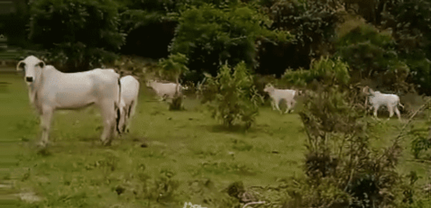 Fazenda à Venda 1.700 Hectares para Café e Eucalípto com muita Água | Divisa Alegre / MG Fazenda à Venda 1.700 Hectares para Café e Eucalípto com muita Água | Divisa Alegre / MG