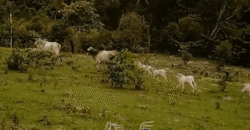 Fazenda à Venda 1.700 Hectares para Café e Eucalípto com muita Água | Divisa Alegre / MG Fazenda à Venda 1.700 Hectares para Café e Eucalípto com muita Água | Divisa Alegre / MG