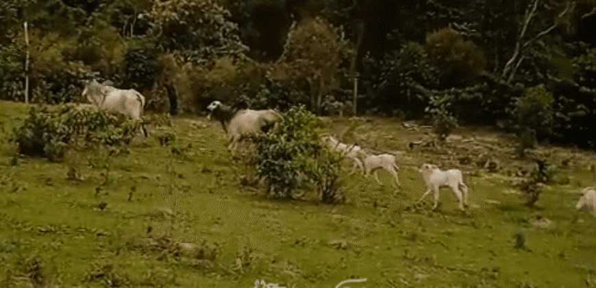 Fazenda à Venda 1.700 Hectares para Café e Eucalípto com muita Água | Divisa Alegre / MG Fazenda à Venda 1.700 Hectares para Café e Eucalípto com muita Água | Divisa Alegre / MG