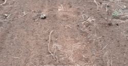 Fazenda à Venda 1.700 Hectares para Café e Eucalípto com muita Água | Divisa Alegre / MG Fazenda à Venda 1.700 Hectares para Café e Eucalípto com muita Água | Divisa Alegre / MG