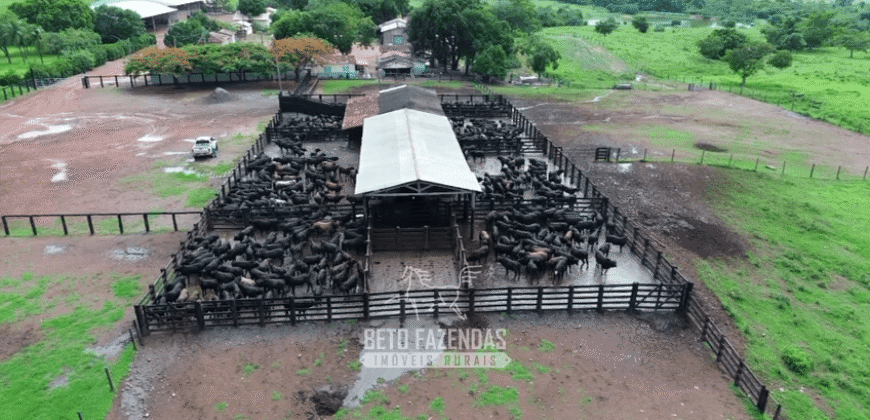 Fazenda à Venda 2.100 Hectares Dupla Aptidão com Pista de Pouso | Santana do Araguaia/ PA