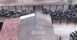 Fazenda à Venda 2.100 Hectares Dupla Aptidão com Pista de Pouso | Santana do Araguaia/ PA