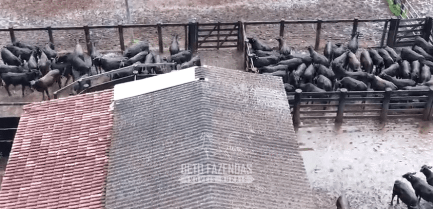 Fazenda à Venda 2.100 Hectares Dupla Aptidão com Pista de Pouso | Santana do Araguaia/ PA
