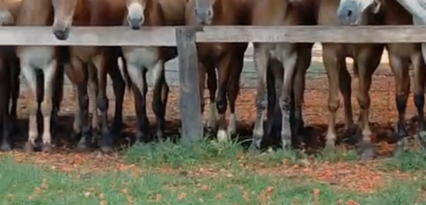Fazenda à Venda 2.100 Hectares Dupla Aptidão com Pista de Pouso | Santana do Araguaia/ PA
