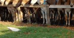 Fazenda à Venda 2.100 Hectares Dupla Aptidão com Pista de Pouso | Santana do Araguaia/ PA