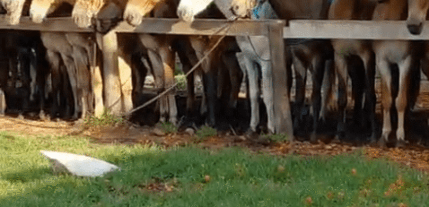 Fazenda à Venda 2.100 Hectares Dupla Aptidão com Pista de Pouso | Santana do Araguaia/ PA
