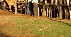Fazenda à Venda 2.100 Hectares Dupla Aptidão com Pista de Pouso | Santana do Araguaia/ PA