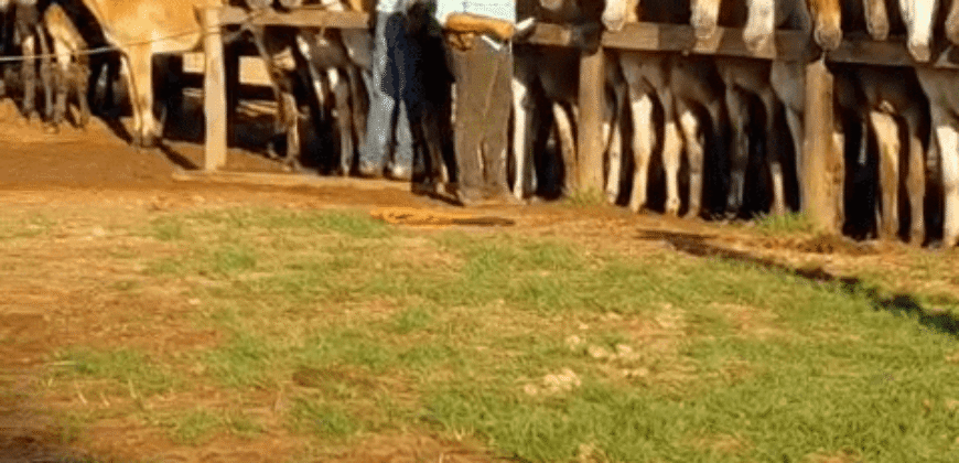 Fazenda à Venda 2.100 Hectares Dupla Aptidão com Pista de Pouso | Santana do Araguaia/ PA