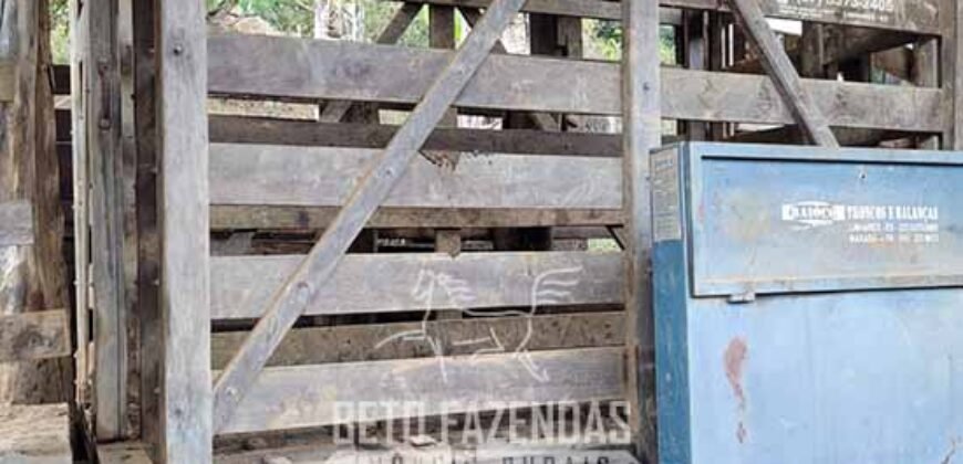 Fazenda à Venda 128 Alqueires Potencial para Pecuária | Laje do Muriaé/ RJ Fazenda à Venda 128 Alqueires Potencial para Pecuária | Laje do Muriaé/ RJ