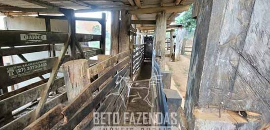 Fazenda à Venda 128 Alqueires Potencial para Pecuária | Laje do Muriaé/ RJ Fazenda à Venda 128 Alqueires Potencial para Pecuária | Laje do Muriaé/ RJ