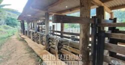Fazenda à Venda 128 Alqueires Potencial para Pecuária | Laje do Muriaé/ RJ Fazenda à Venda 128 Alqueires Potencial para Pecuária | Laje do Muriaé/ RJ