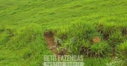 Fazenda à Venda 128 Alqueires Potencial para Pecuária | Laje do Muriaé/ RJ Fazenda à Venda 128 Alqueires Potencial para Pecuária | Laje do Muriaé/ RJ