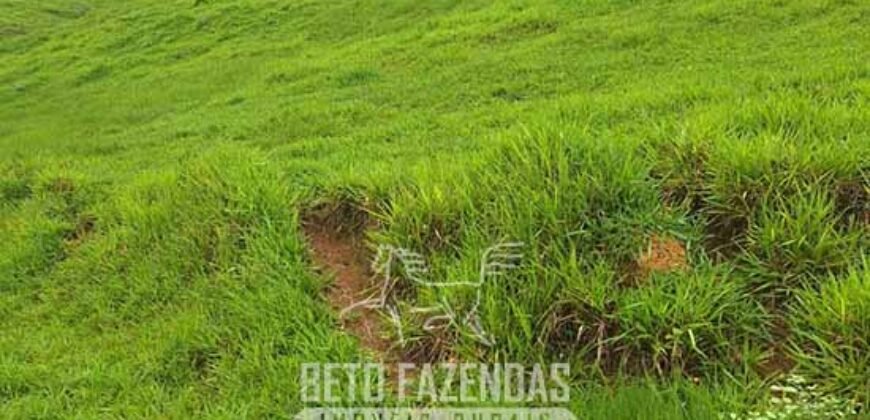 Fazenda à Venda 128 Alqueires Potencial para Pecuária | Laje do Muriaé/ RJ Fazenda à Venda 128 Alqueires Potencial para Pecuária | Laje do Muriaé/ RJ