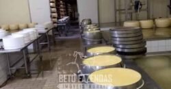 Fazenda Leiteira à Venda 127 Alqueires com Aprox. 500 Cabeças de Gado | Pouso Alegre/ MG Fazenda Leiteira à Venda 127 Alqueires com Aprox. 500 Cabeças de Gado | Pouso Alegre/ MG