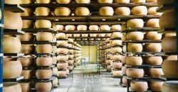 Fazenda Leiteira à Venda 127 Alqueires com Aprox. 500 Cabeças de Gado | Pouso Alegre/ MG Fazenda Leiteira à Venda 127 Alqueires com Aprox. 500 Cabeças de Gado | Pouso Alegre/ MG