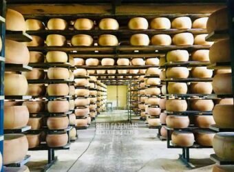 Fazenda Leiteira à Venda 127 Alqueires com Aprox. 500 Cabeças de Gado | Pouso Alegre/ MG Fazenda Leiteira à Venda 127 Alqueires com Aprox. 500 Cabeças de Gado | Pouso Alegre/ MG