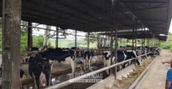 Fazenda Leiteira à Venda 127 Alqueires com Aprox. 500 Cabeças de Gado | Pouso Alegre/ MG Fazenda Leiteira à Venda 127 Alqueires com Aprox. 500 Cabeças de Gado | Pouso Alegre/ MG