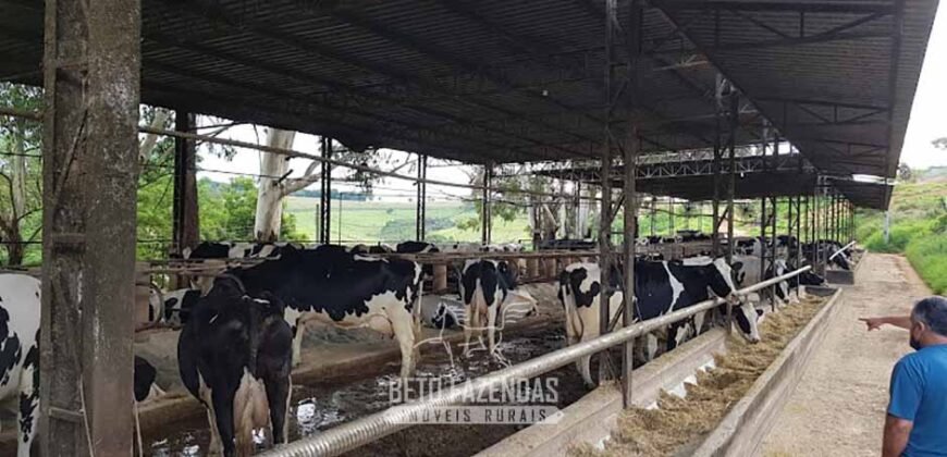 Fazenda Leiteira à Venda 127 Alqueires com Aprox. 500 Cabeças de Gado | Pouso Alegre/ MG Fazenda Leiteira à Venda 127 Alqueires com Aprox. 500 Cabeças de Gado | Pouso Alegre/ MG