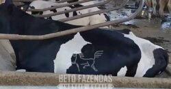 Fazenda Leiteira à Venda 127 Alqueires com Aprox. 500 Cabeças de Gado | Pouso Alegre/ MG Fazenda Leiteira à Venda 127 Alqueires com Aprox. 500 Cabeças de Gado | Pouso Alegre/ MG