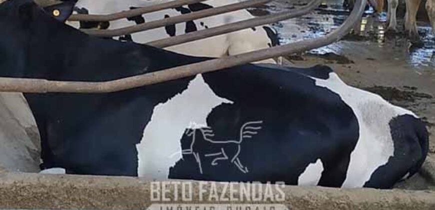 Fazenda Leiteira à Venda 127 Alqueires com Aprox. 500 Cabeças de Gado | Pouso Alegre/ MG Fazenda Leiteira à Venda 127 Alqueires com Aprox. 500 Cabeças de Gado | Pouso Alegre/ MG