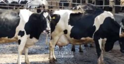 Fazenda Leiteira à Venda 127 Alqueires com Aprox. 500 Cabeças de Gado | Pouso Alegre/ MG Fazenda Leiteira à Venda 127 Alqueires com Aprox. 500 Cabeças de Gado | Pouso Alegre/ MG