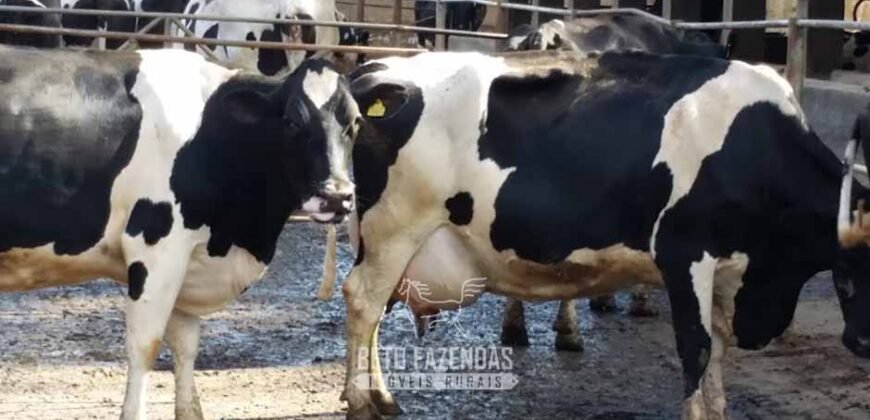 Fazenda Leiteira à Venda 127 Alqueires com Aprox. 500 Cabeças de Gado | Pouso Alegre/ MG Fazenda Leiteira à Venda 127 Alqueires com Aprox. 500 Cabeças de Gado | Pouso Alegre/ MG