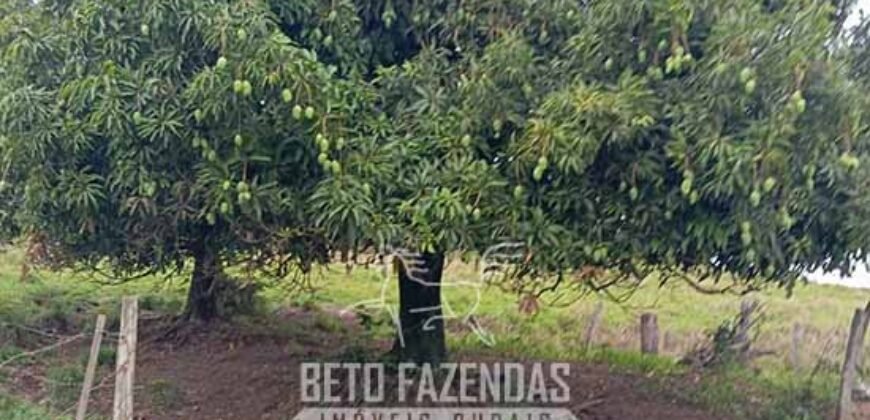Fazenda à Venda Alta Produtividade em Soja 653 Alqueires | Alvaiporã / PR Fazenda à Venda Alta Produtividade em Soja 653 Alqueires | Alvaiporã / PR