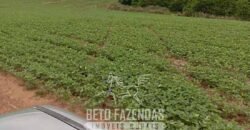Fazenda à Venda Alta Produtividade em Soja 653 Alqueires | Alvaiporã / PR Fazenda à Venda Alta Produtividade em Soja 653 Alqueires | Alvaiporã / PR