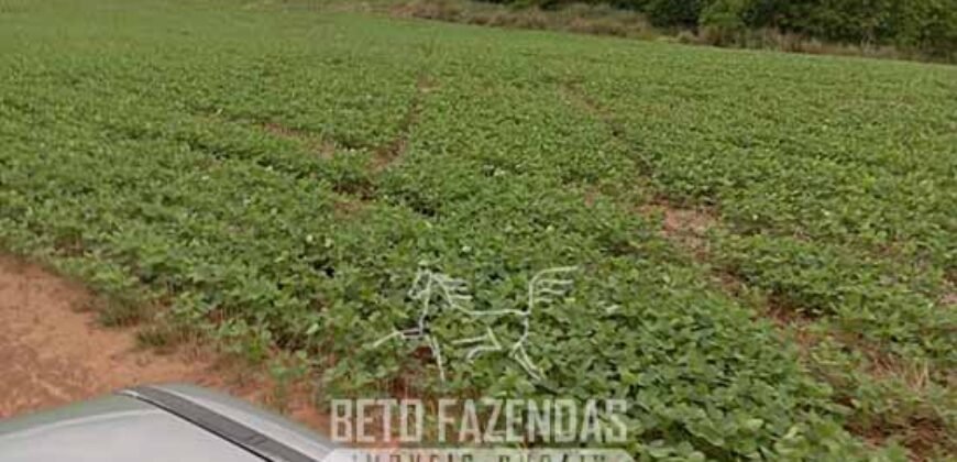 Fazenda à Venda Alta Produtividade em Soja 653 Alqueires | Alvaiporã / PR Fazenda à Venda Alta Produtividade em Soja 653 Alqueires | Alvaiporã / PR