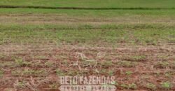 Fazenda à Venda Alta Produtividade em Soja 653 Alqueires | Alvaiporã / PR Fazenda à Venda Alta Produtividade em Soja 653 Alqueires | Alvaiporã / PR