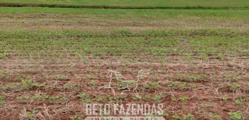 Fazenda à Venda Alta Produtividade em Soja 653 Alqueires | Alvaiporã / PR Fazenda à Venda Alta Produtividade em Soja 653 Alqueires | Alvaiporã / PR