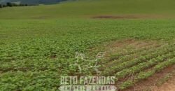 Fazenda à Venda Alta Produtividade em Soja 653 Alqueires | Alvaiporã / PR Fazenda à Venda Alta Produtividade em Soja 653 Alqueires | Alvaiporã / PR