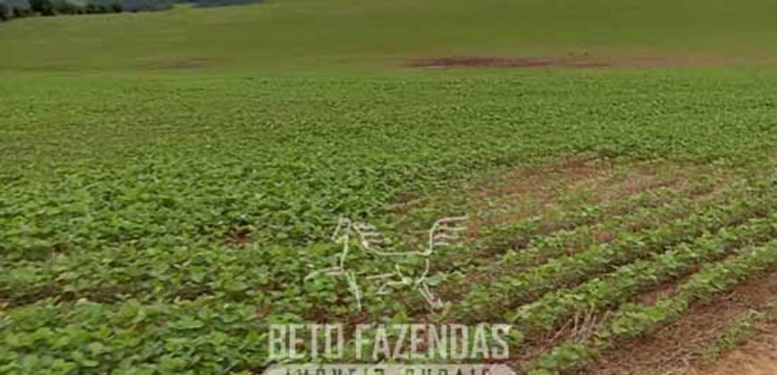 Fazenda à Venda Alta Produtividade em Soja 653 Alqueires | Alvaiporã / PR Fazenda à Venda Alta Produtividade em Soja 653 Alqueires | Alvaiporã / PR