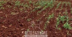 Fazenda à Venda Alta Produtividade em Soja 653 Alqueires | Alvaiporã / PR Fazenda à Venda Alta Produtividade em Soja 653 Alqueires | Alvaiporã / PR